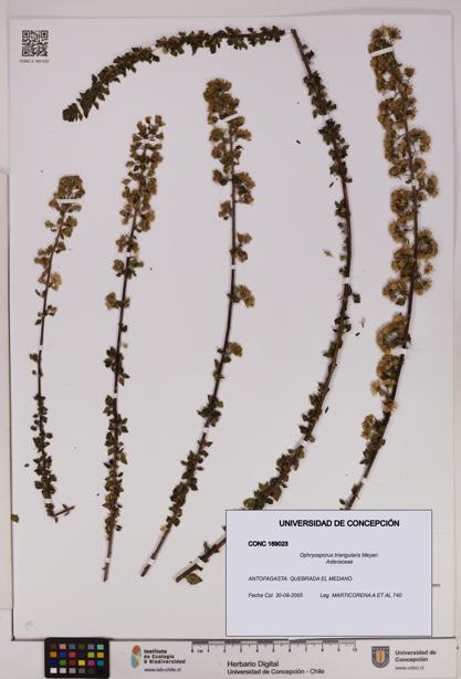 Ophryosporus triangularis [Espécimen: UDEC:CONC:0169023]