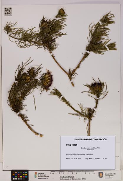 Gypothamnium pinifolium [Espécimen: UDEC:CONC:0169024]