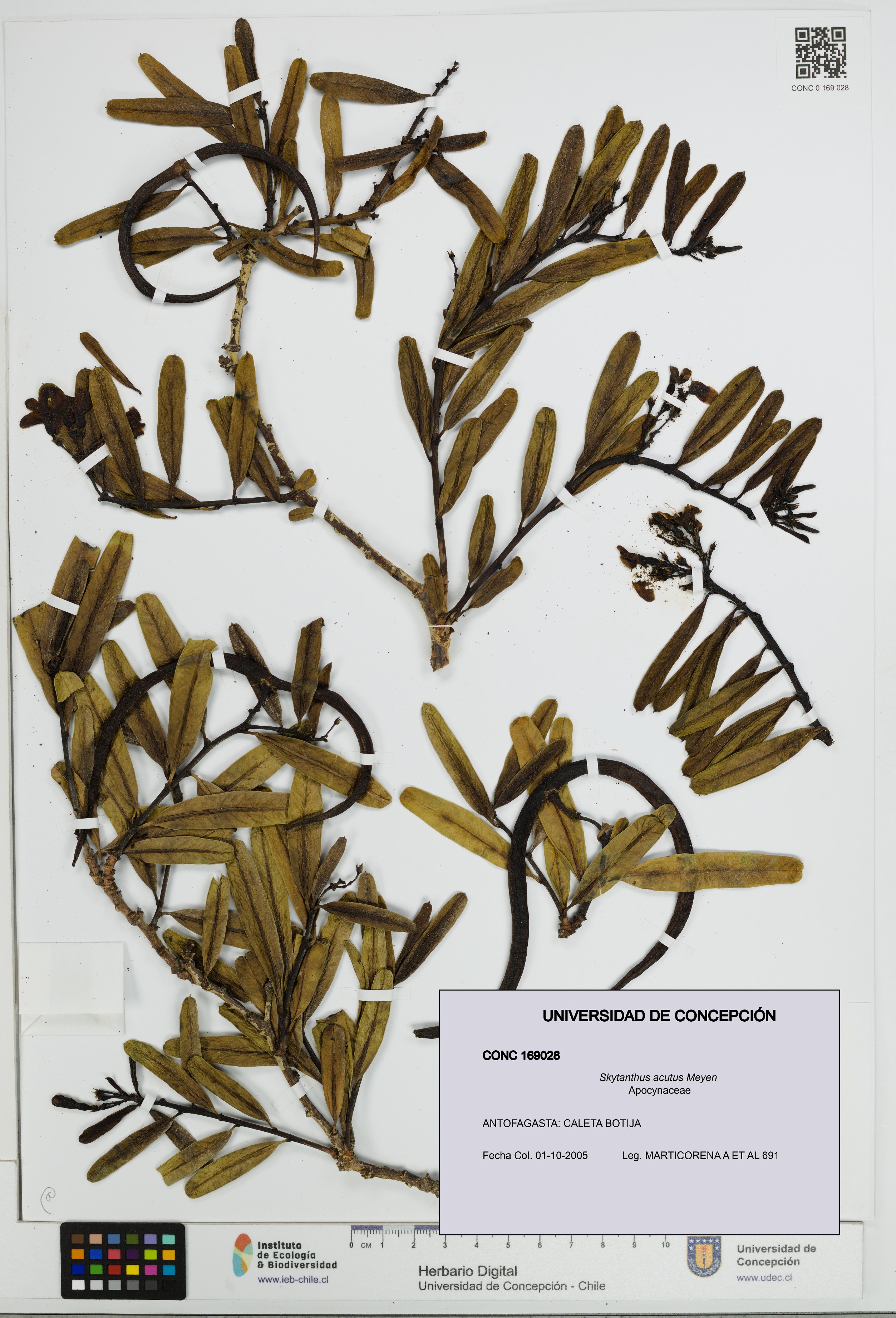 Skytanthus acutus [Espécimen: UDEC:CONC:0169028]
