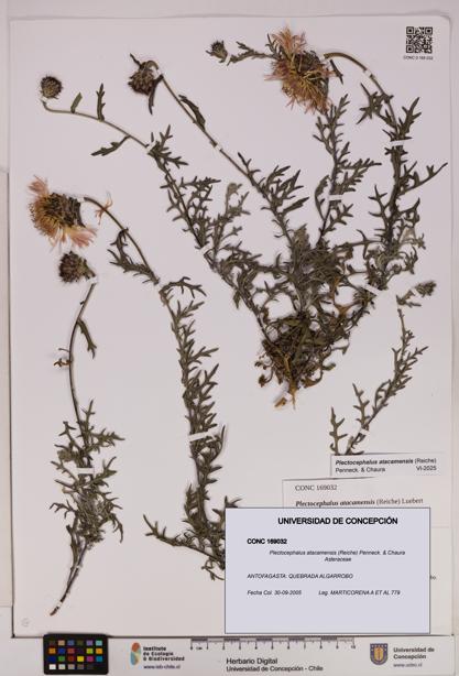 Plectocephalus atacamensis [Espécimen: UDEC:CONC:0169032]