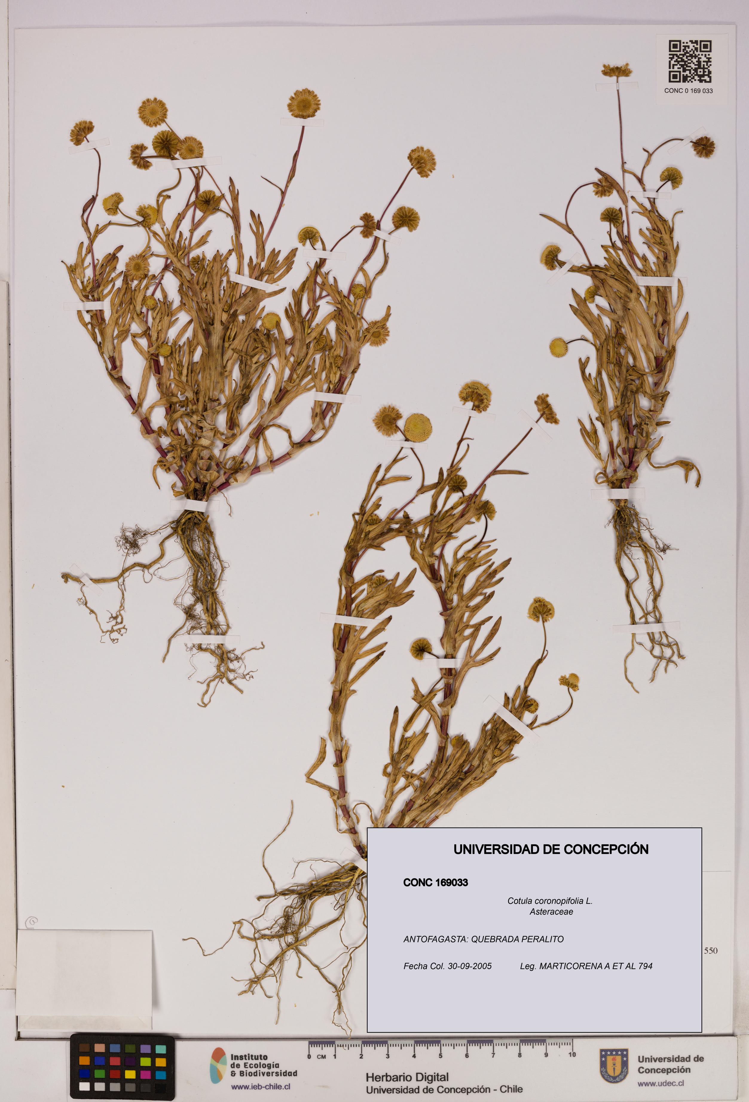 Cotula coronopifolia [Espécimen: UDEC:CONC:0169033]