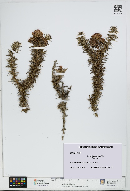 Oxyphyllum ulicinum [Espécimen: ]