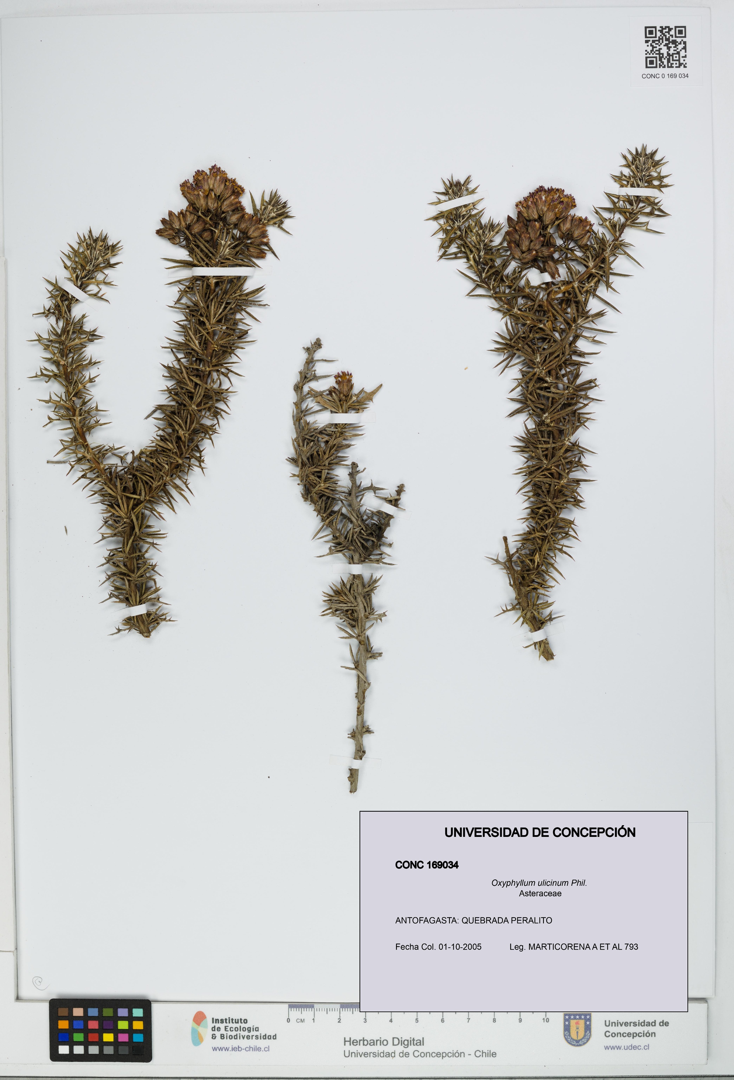 Oxyphyllum ulicinum [Espécimen: ]