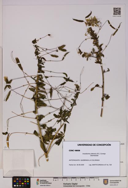 Incacleome chilensis [Espécimen: UDEC:CONC:0169039]