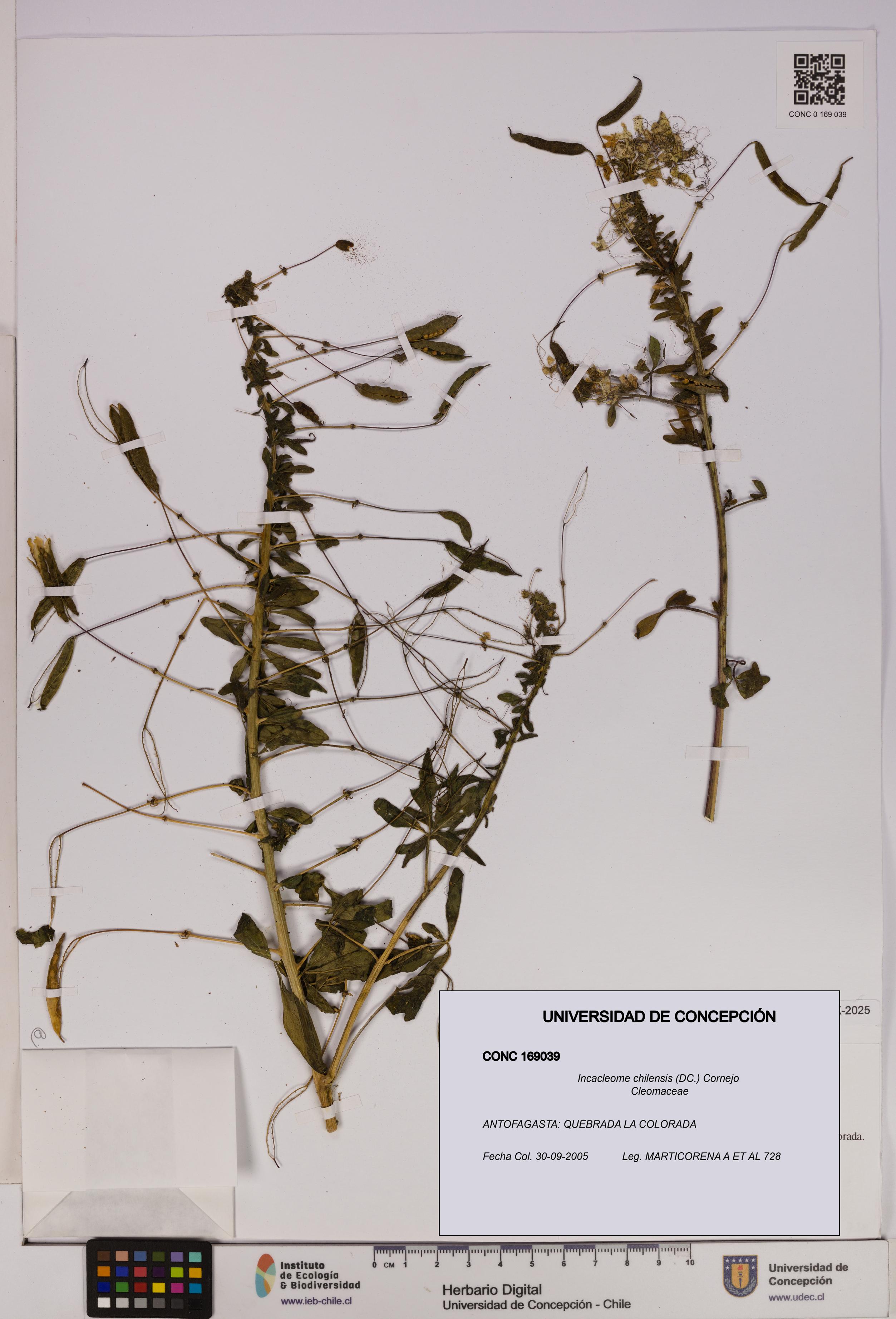 Incacleome chilensis [Espécimen: UDEC:CONC:0169039]