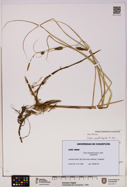 Carex aematorhyncha [Espécimen: UDEC:CONC:0169046]