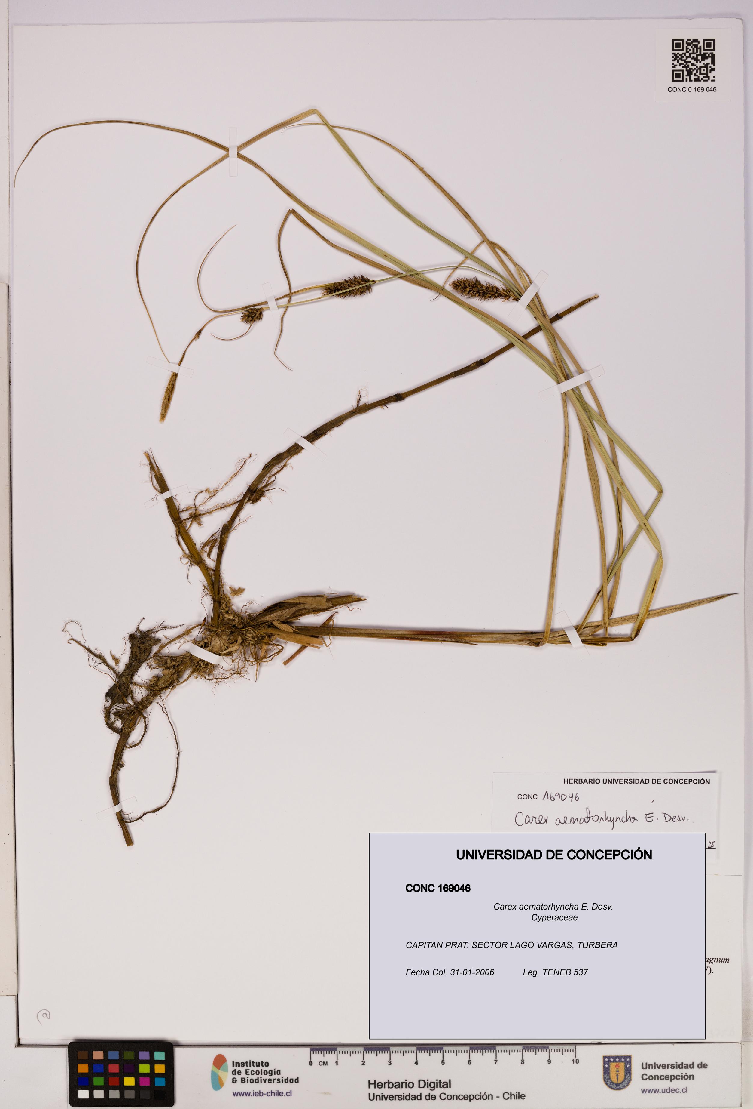 Carex aematorhyncha [Espécimen: UDEC:CONC:0169046]