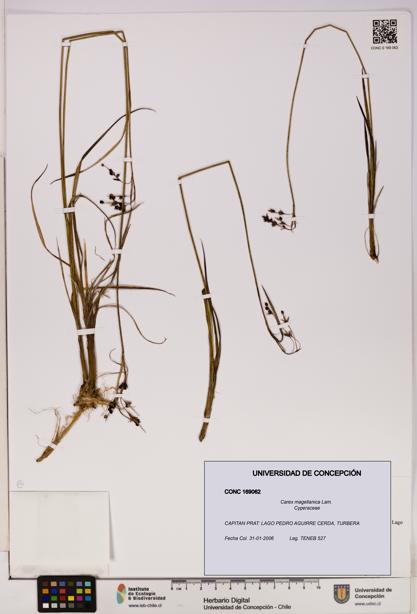 Carex magellanica [Espécimen: UDEC:CONC:0169062]