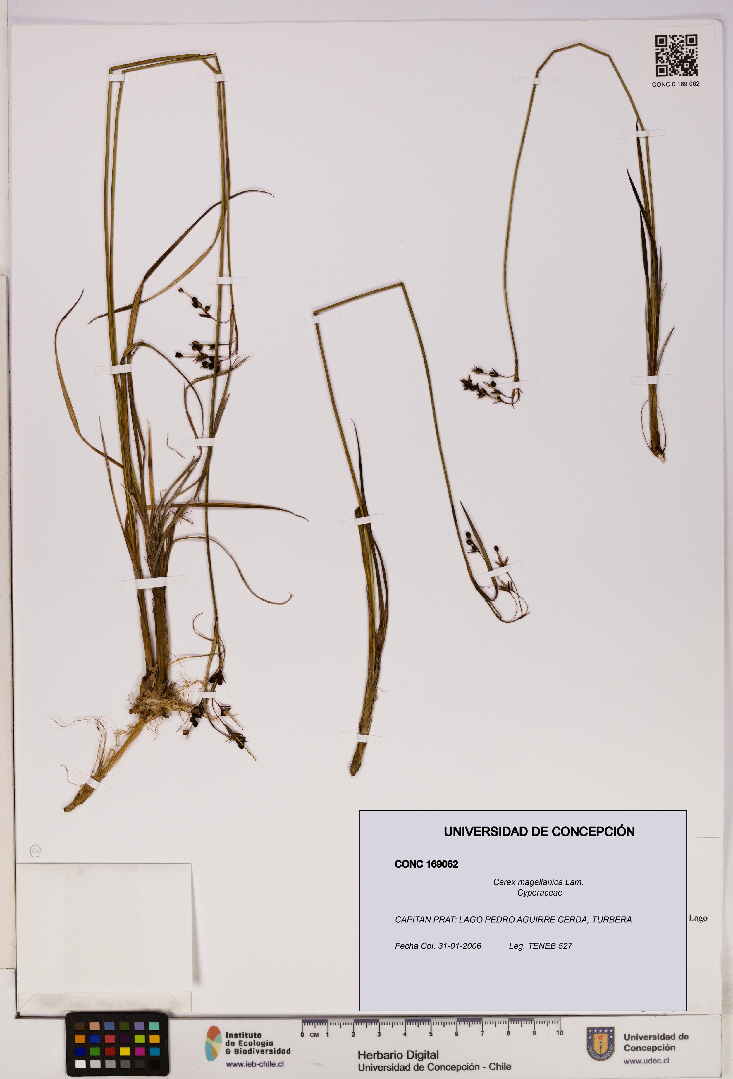 Carex magellanica [Espécimen: UDEC:CONC:0169062]