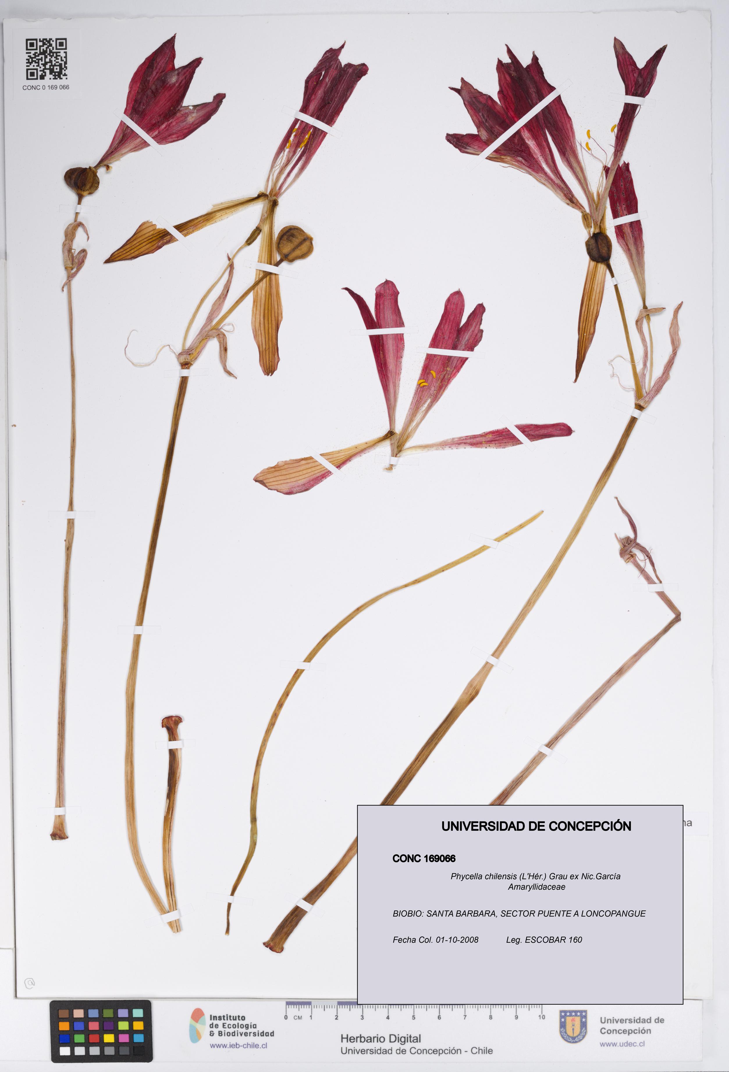 Phycella chilensis [Espécimen: UDEC:CONC:0169066]