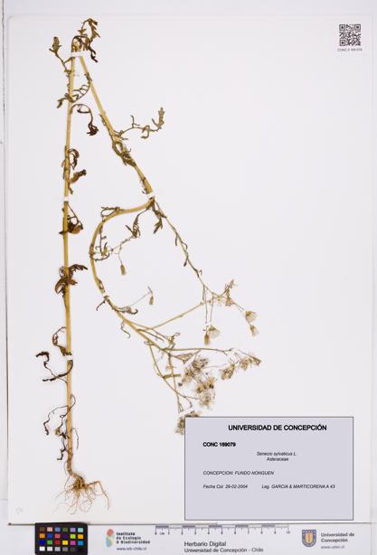 Senecio sylvaticus [Espécimen: ]