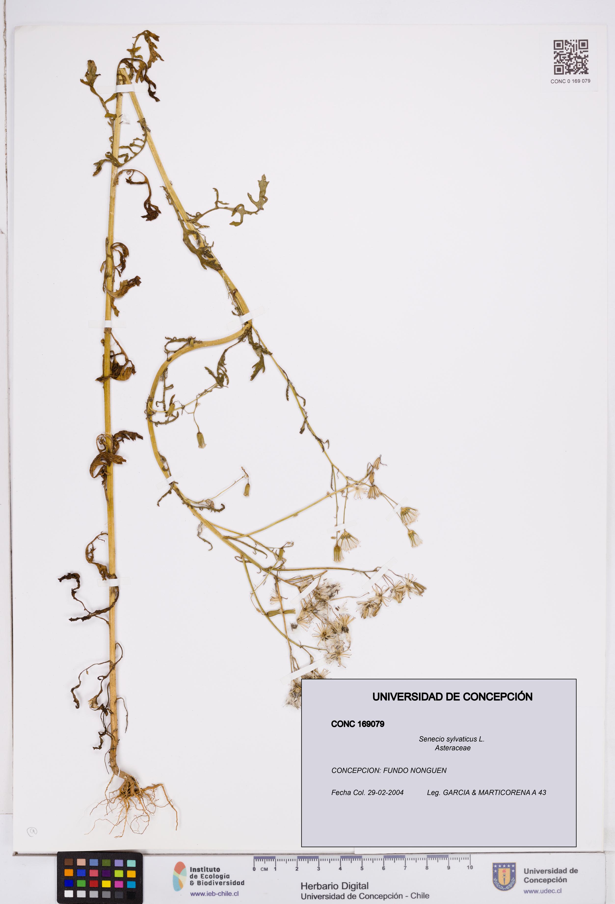 Senecio sylvaticus [Espécimen: ]