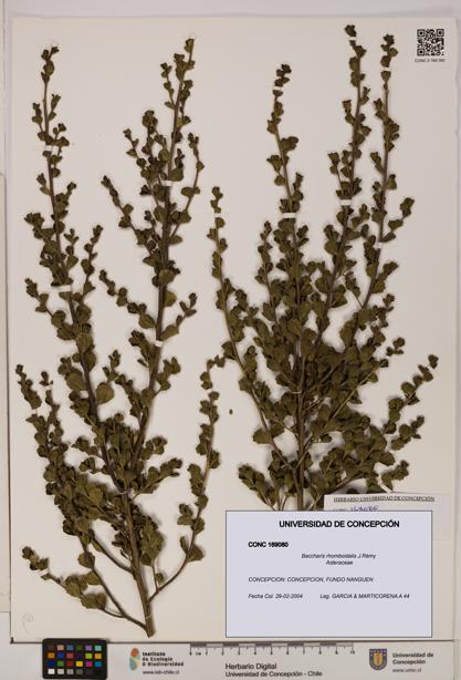 Baccharis rhomboidalis [Espécimen: UDEC:CONC:0169080]