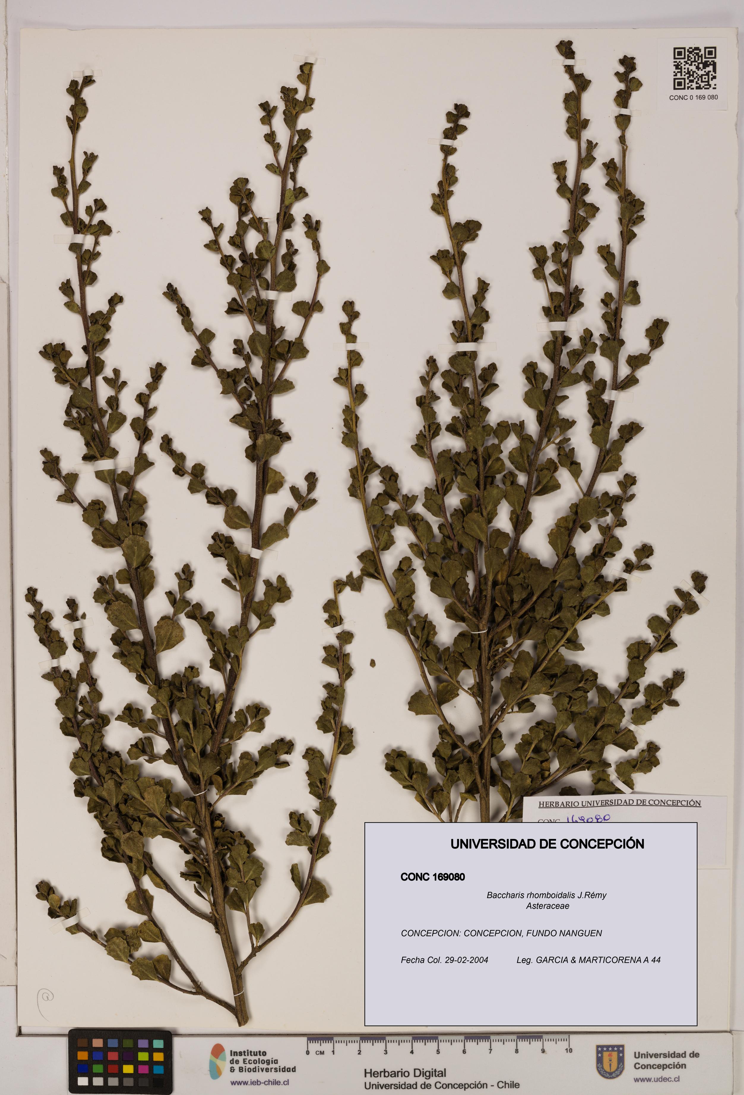 Baccharis rhomboidalis [Espécimen: UDEC:CONC:0169080]