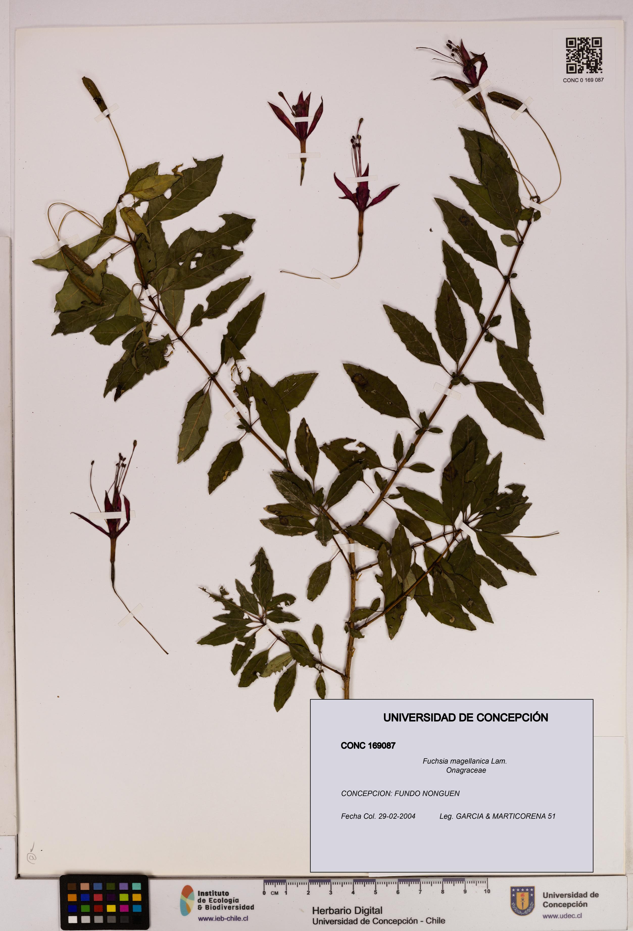 Fuchsia magellanica [Espécimen: UDEC:CONC:0169087]