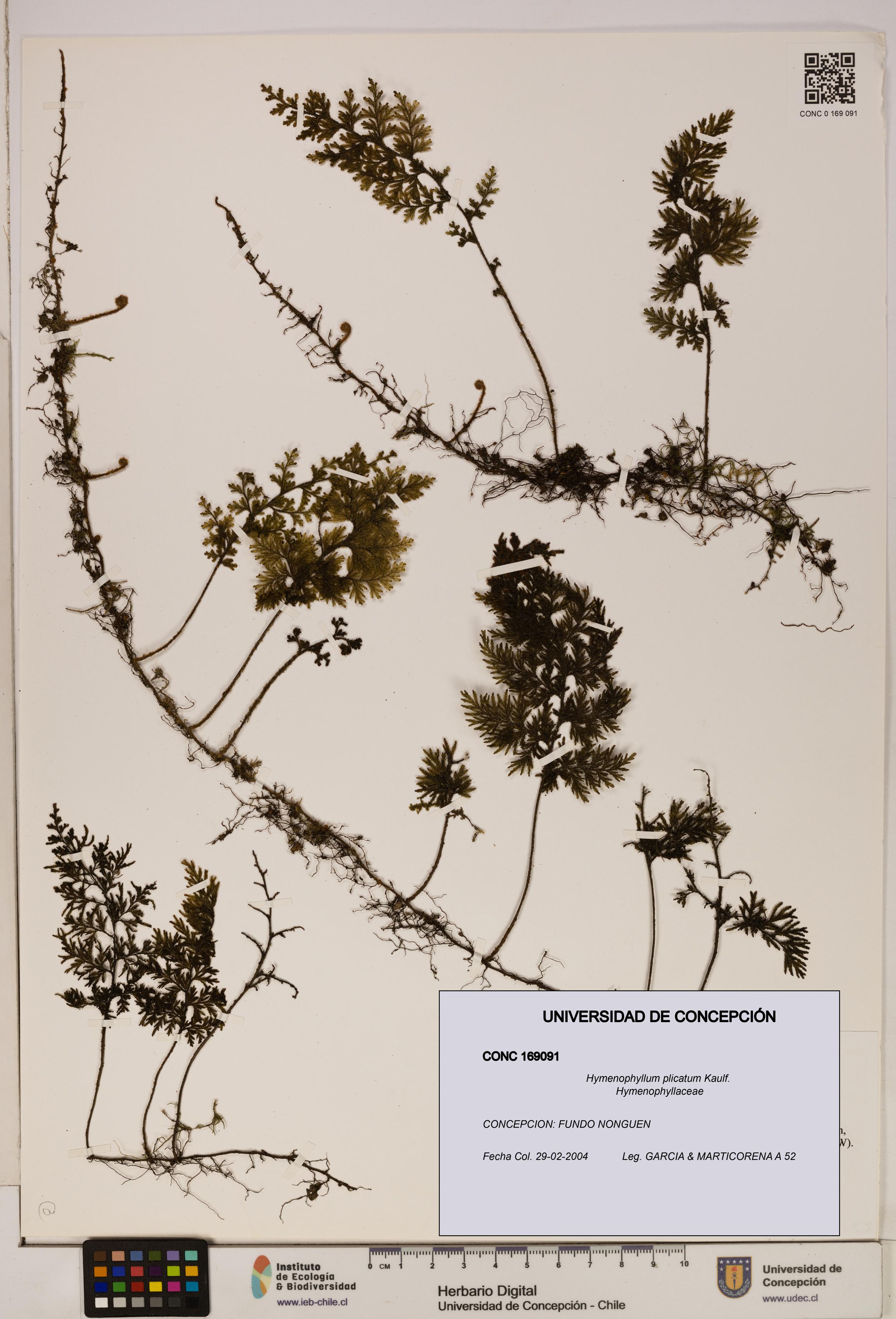 Hymenophyllum plicatum [Espécimen: ]