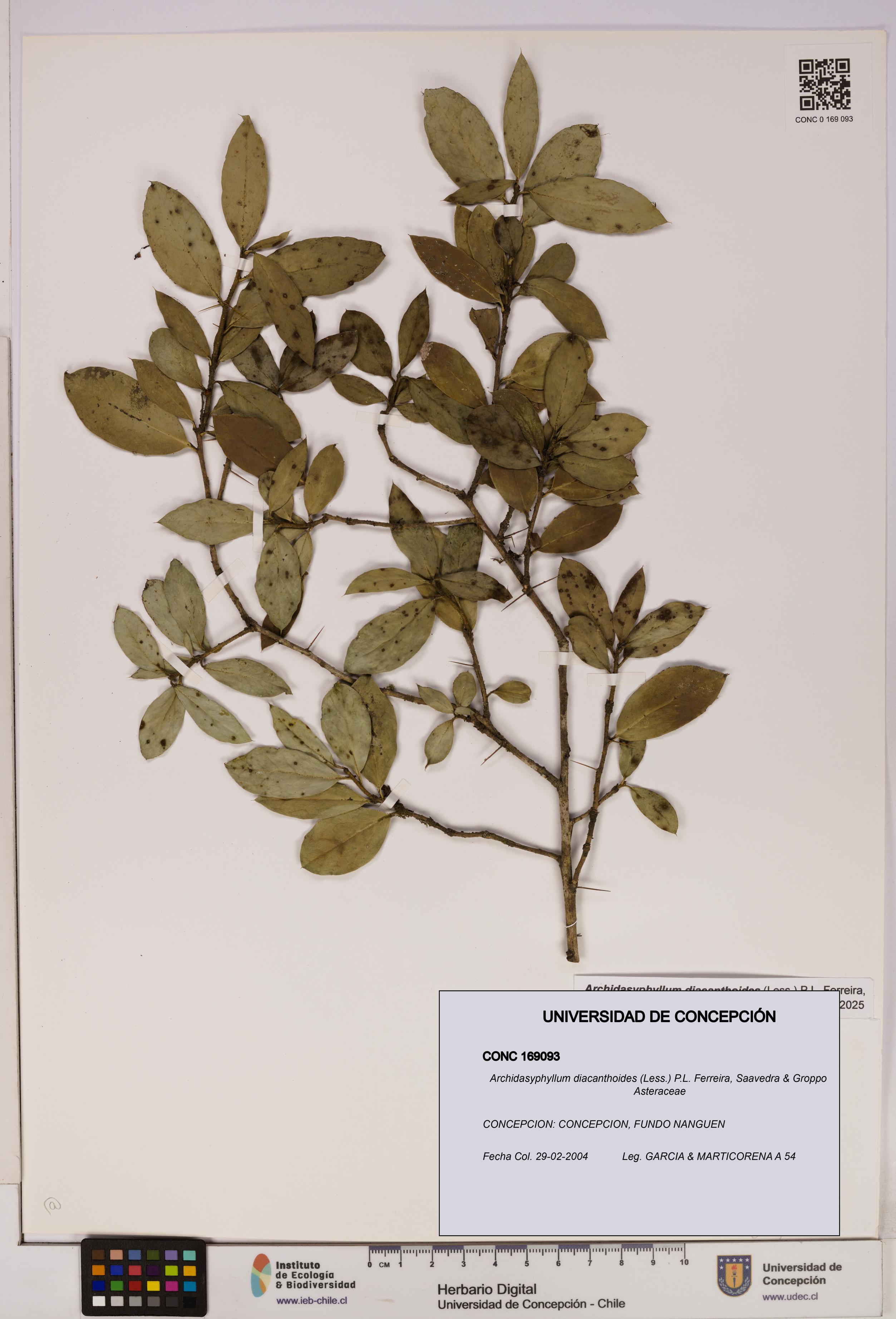 Archidasyphyllum diacanthoides [Espécimen: UDEC:CONC:0169093]