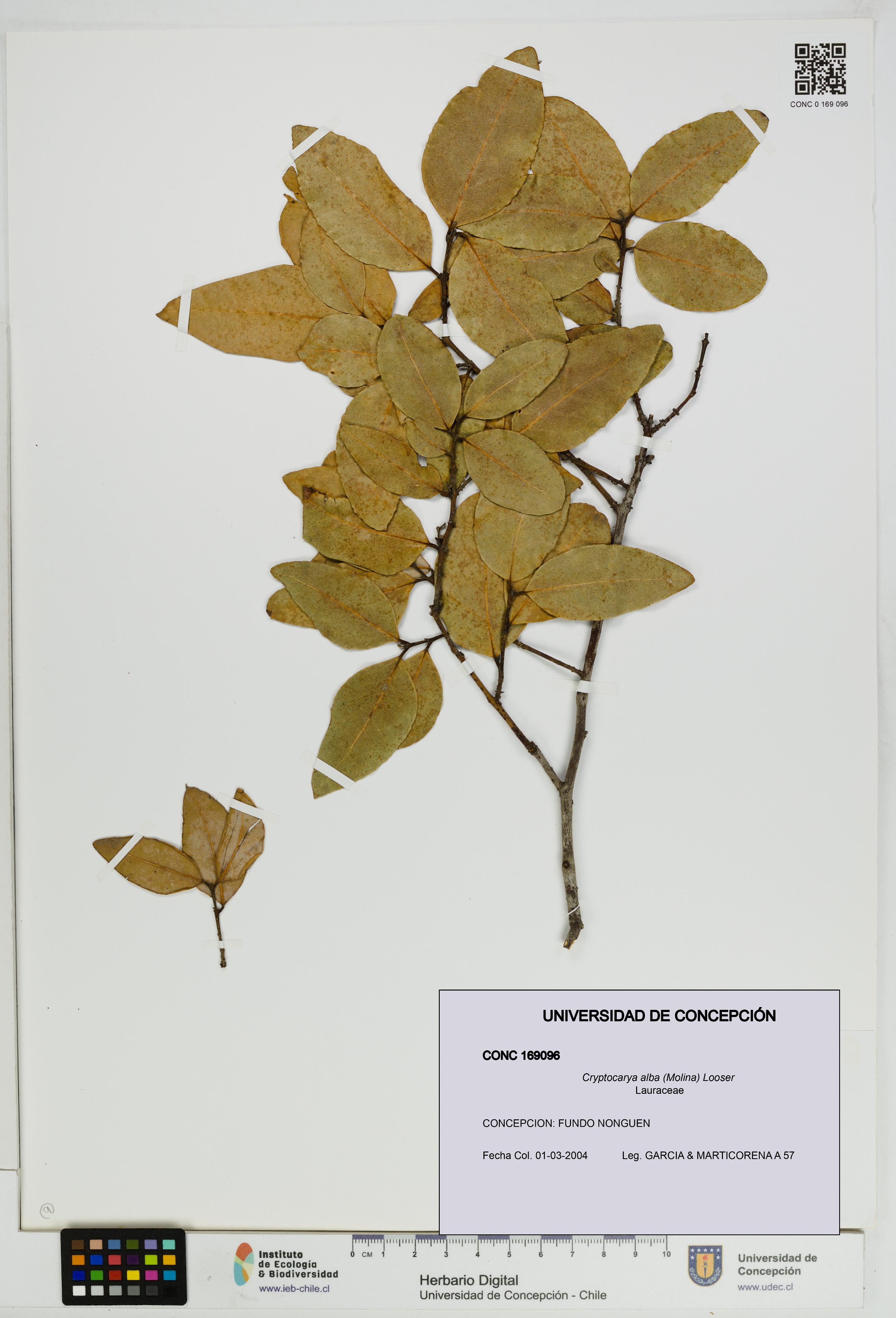 Cryptocarya alba [Espécimen: UDEC:CONC:0169096]