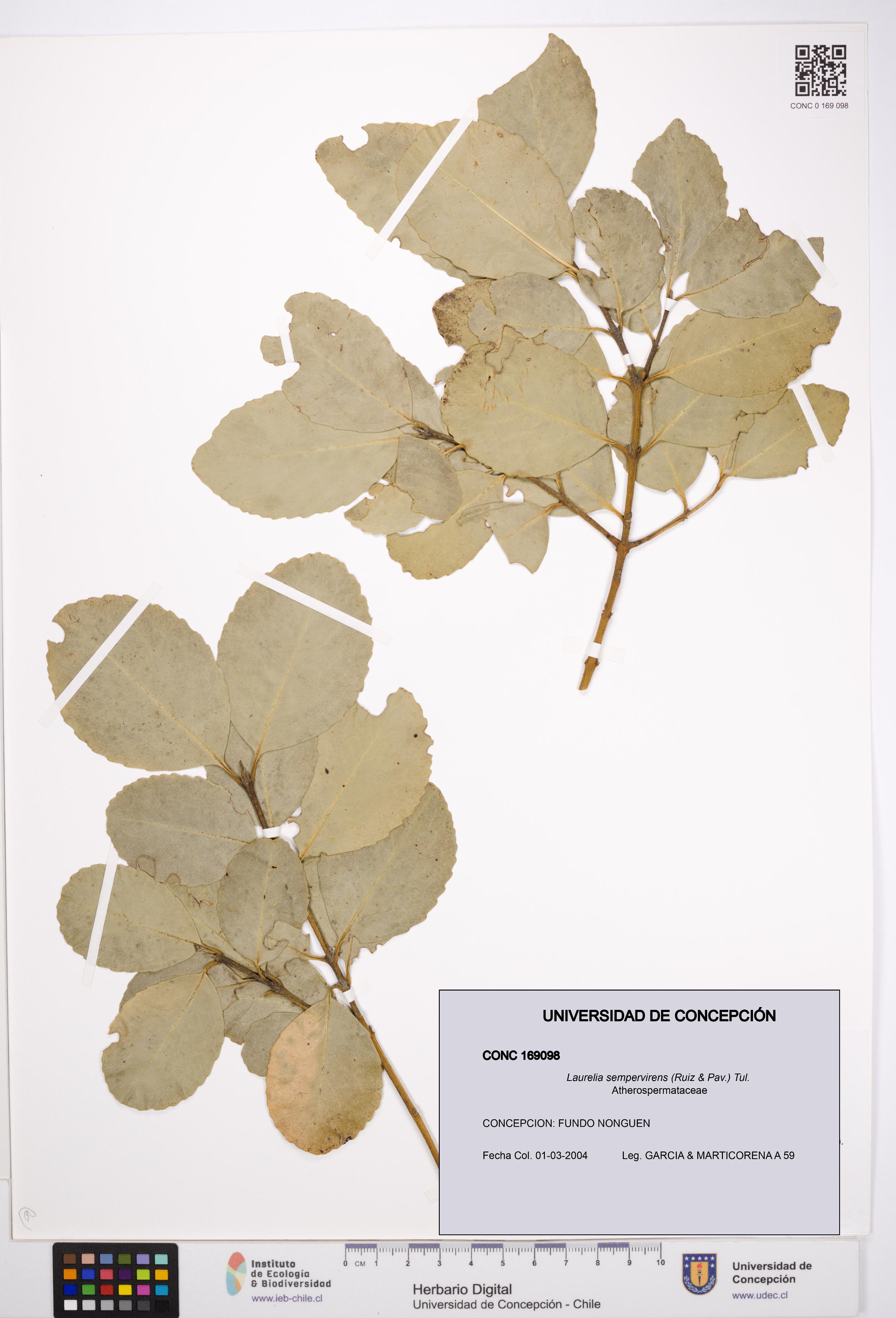 Laurelia sempervirens [Espécimen: UDEC:CONC:0169098]