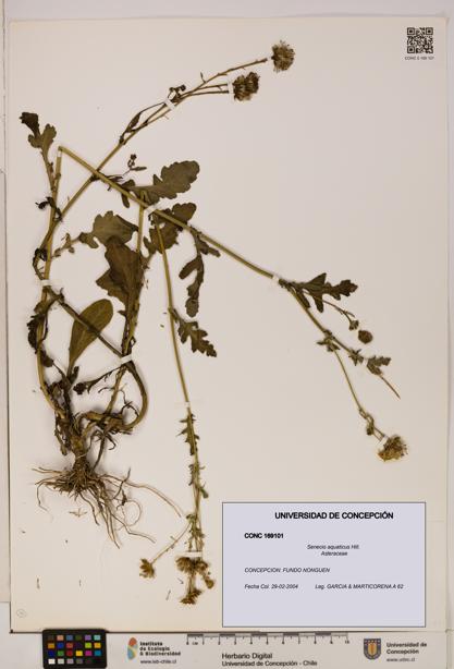 Senecio aquaticus [Espécimen: UDEC:CONC:0169101]
