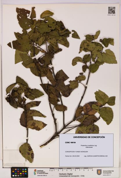 Podanthus ovatifolius [Espécimen: ]