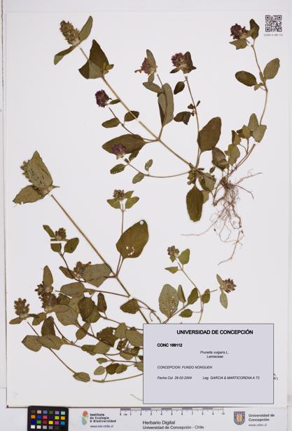 Prunella vulgaris [Espécimen: ]