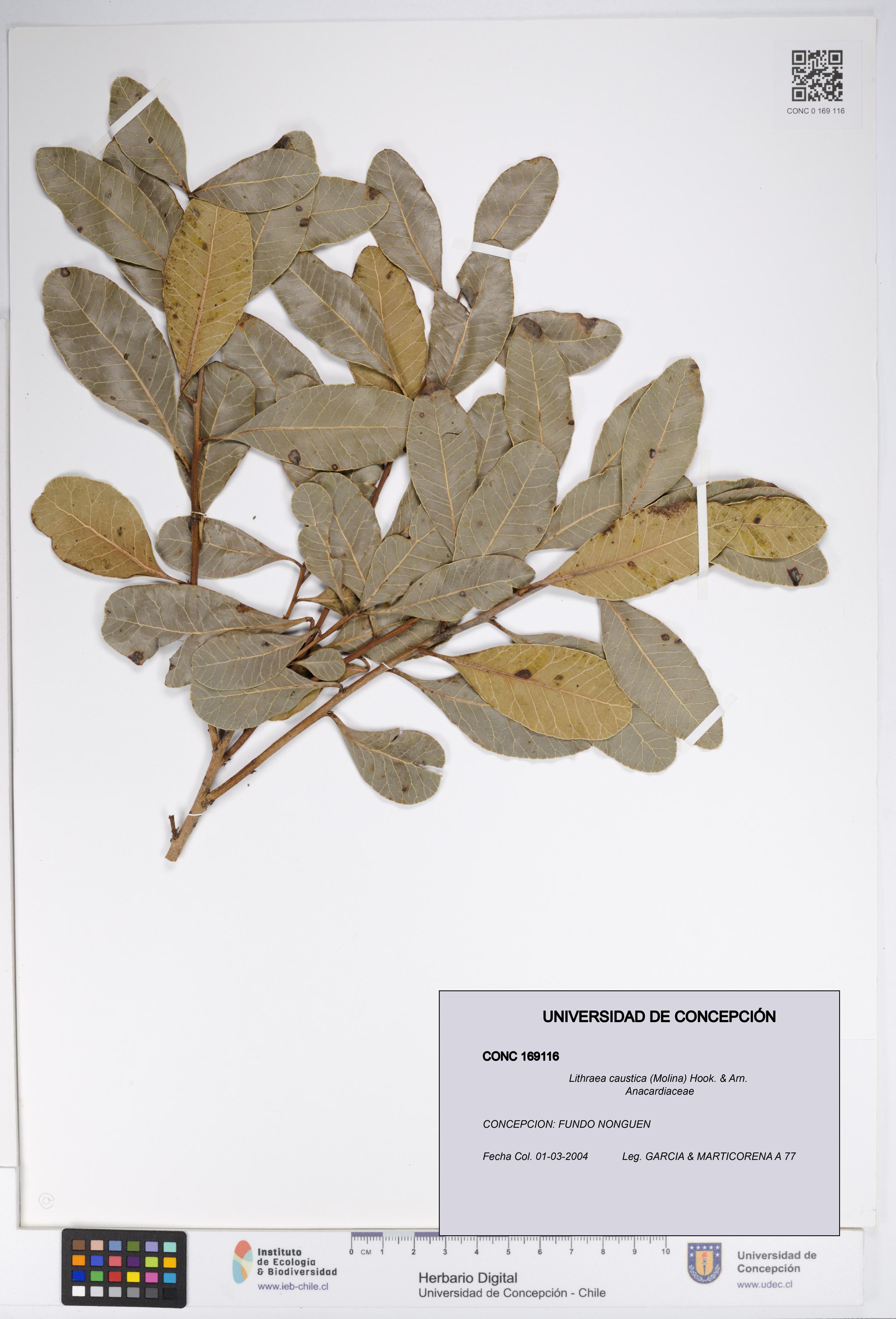 Lithraea caustica [Espécimen: UDEC:CONC:0169116]