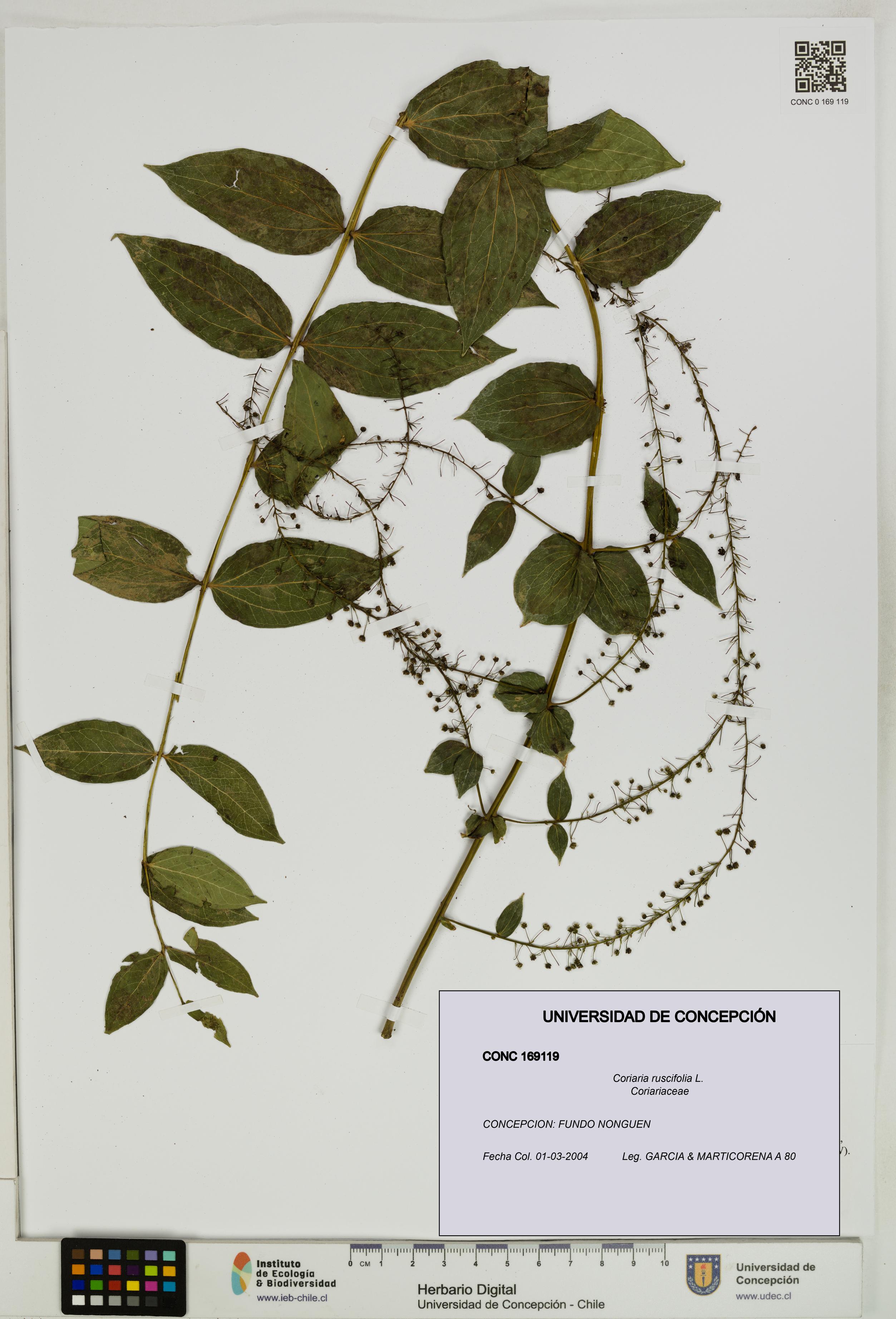 Coriaria ruscifolia [Espécimen: ]