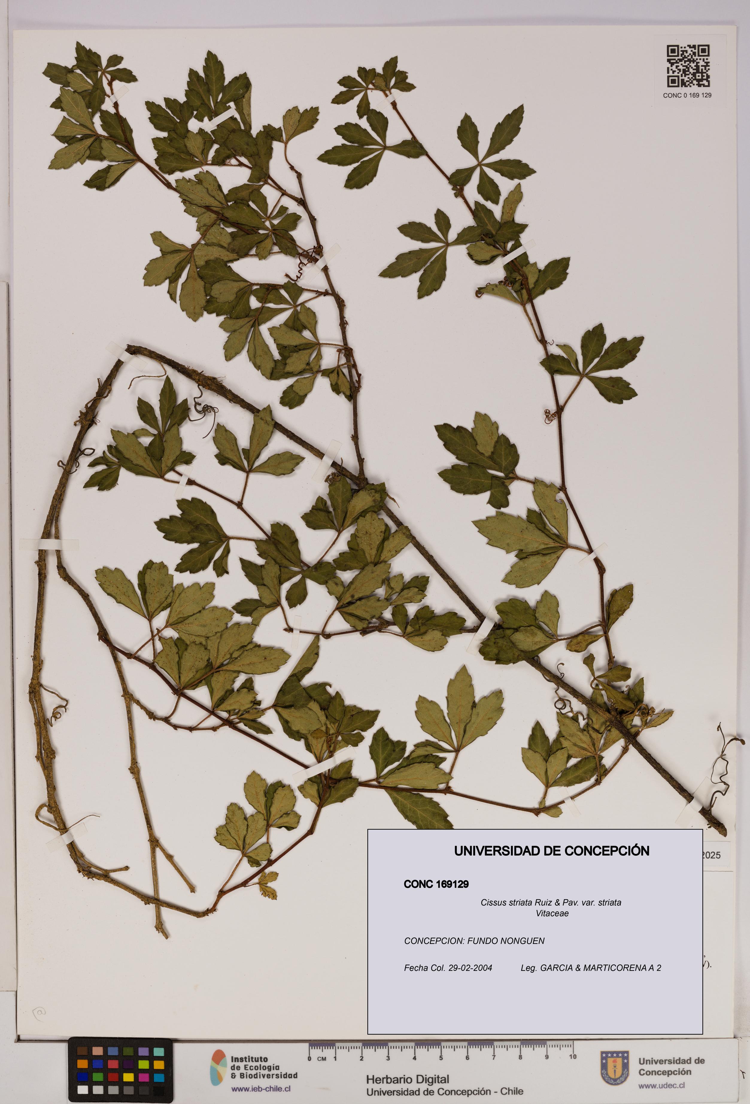 Cissus striata var. striata [Espécimen: UDEC:CONC:0169129]