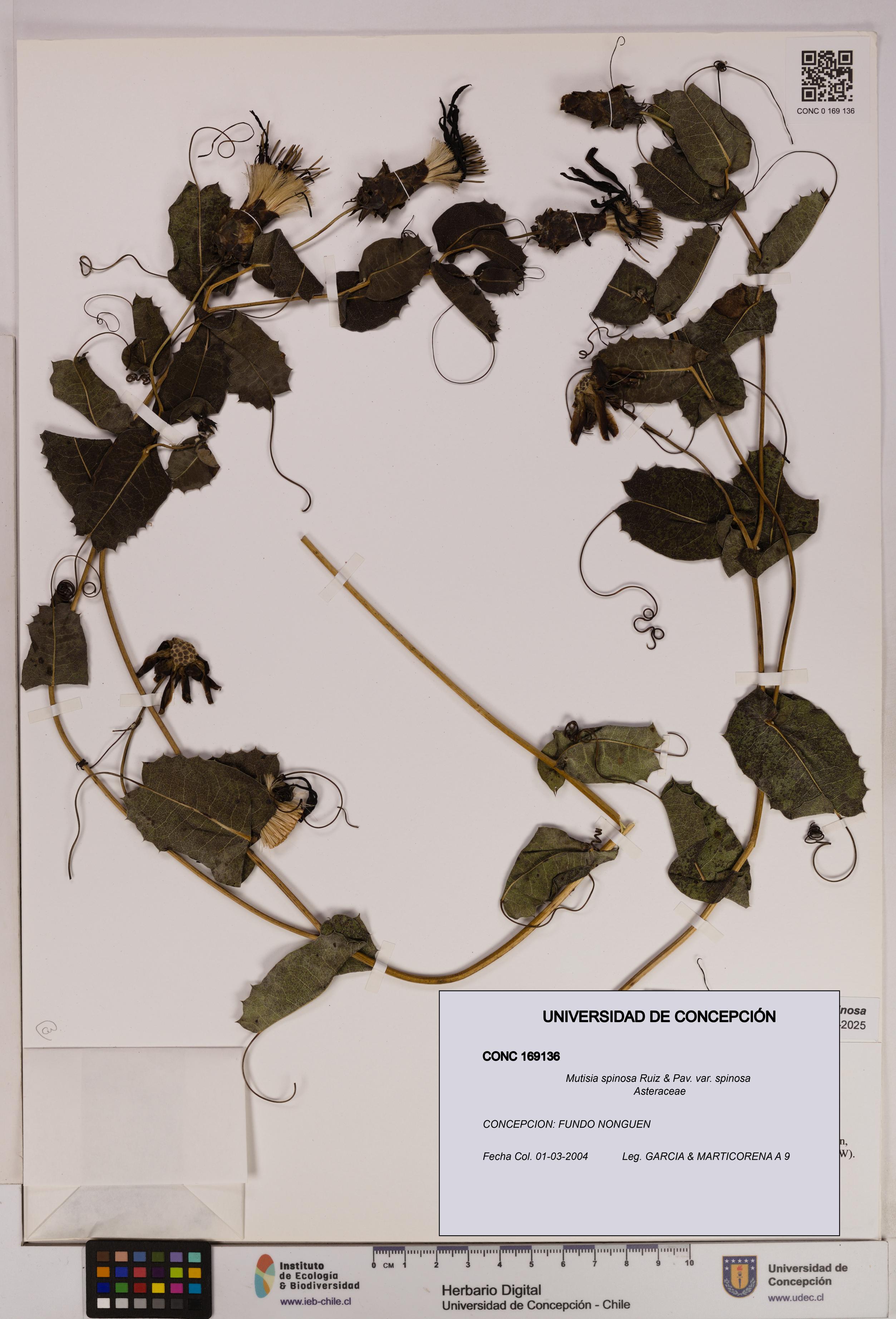 Mutisia spinosa var. spinosa [Espécimen: UDEC:CONC:0169136]