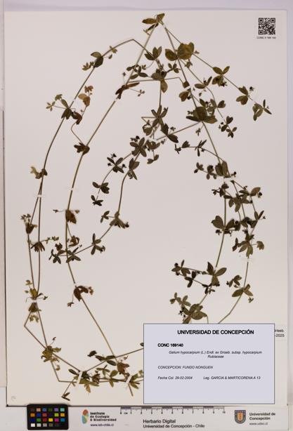 Galium hypocarpium subsp. hypocarpium [Espécimen: UDEC:CONC:0169140]