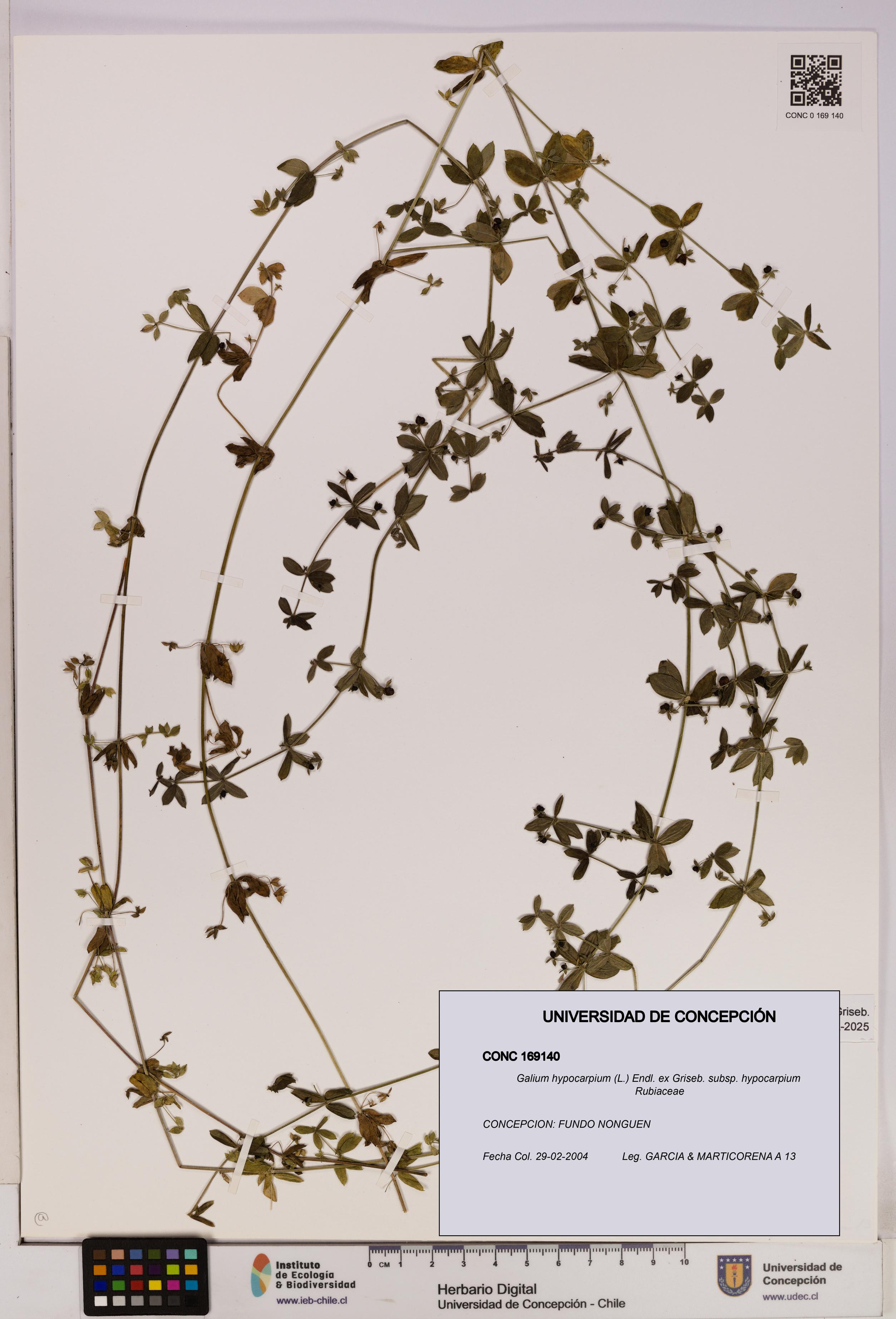 Galium hypocarpium subsp. hypocarpium [Espécimen: UDEC:CONC:0169140]