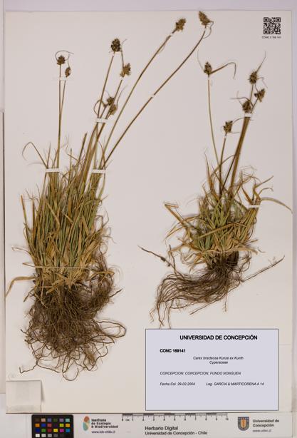 Carex bracteosa [Espécimen: UDEC:CONC:0169141]