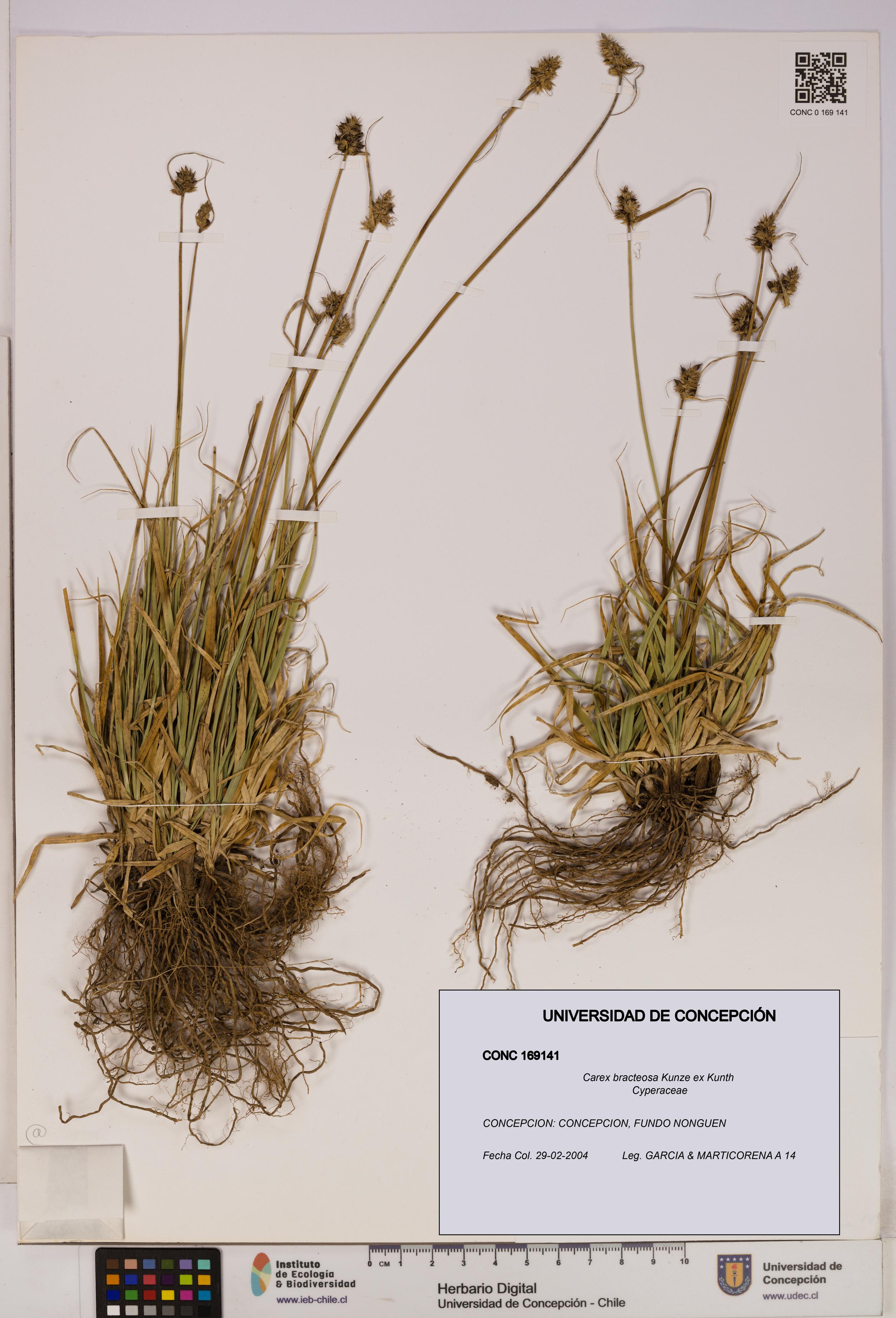 Carex bracteosa [Espécimen: UDEC:CONC:0169141]