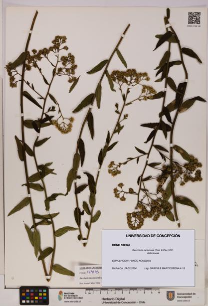 Baccharis racemosa [Espécimen: UDEC:CONC:0169145]