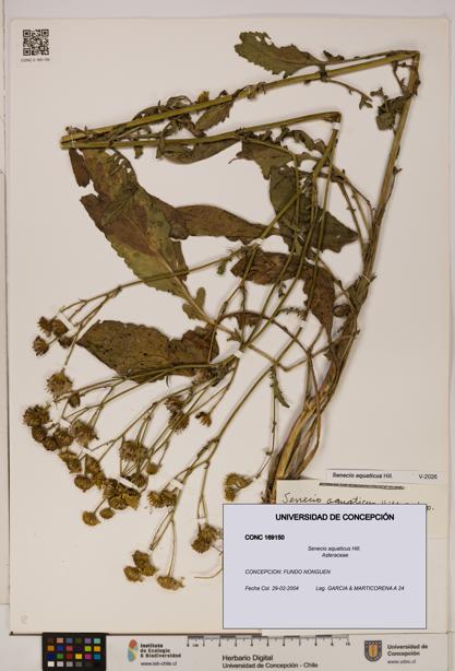 Senecio aquaticus [Espécimen: UDEC:CONC:0169150]