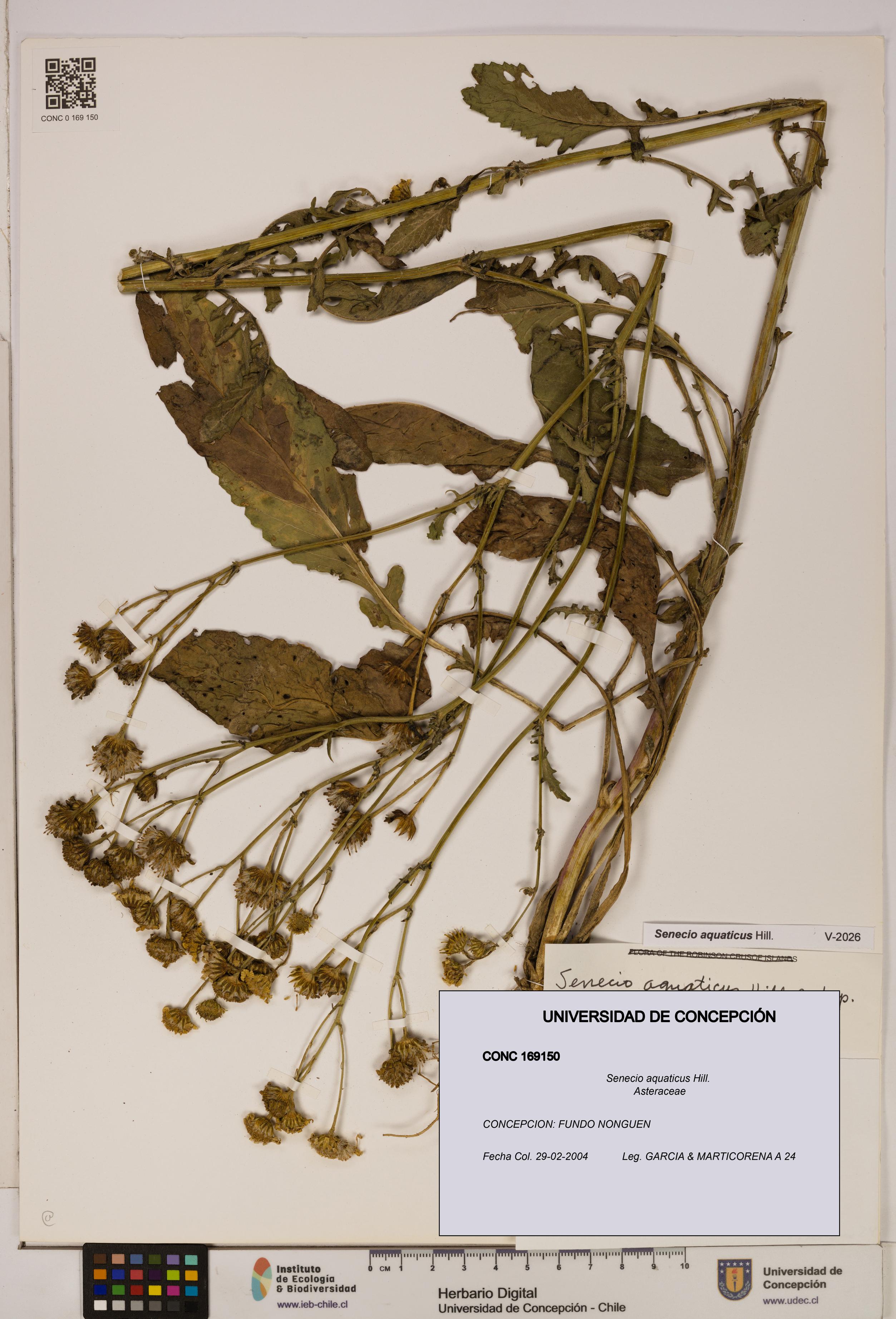Senecio aquaticus [Espécimen: UDEC:CONC:0169150]