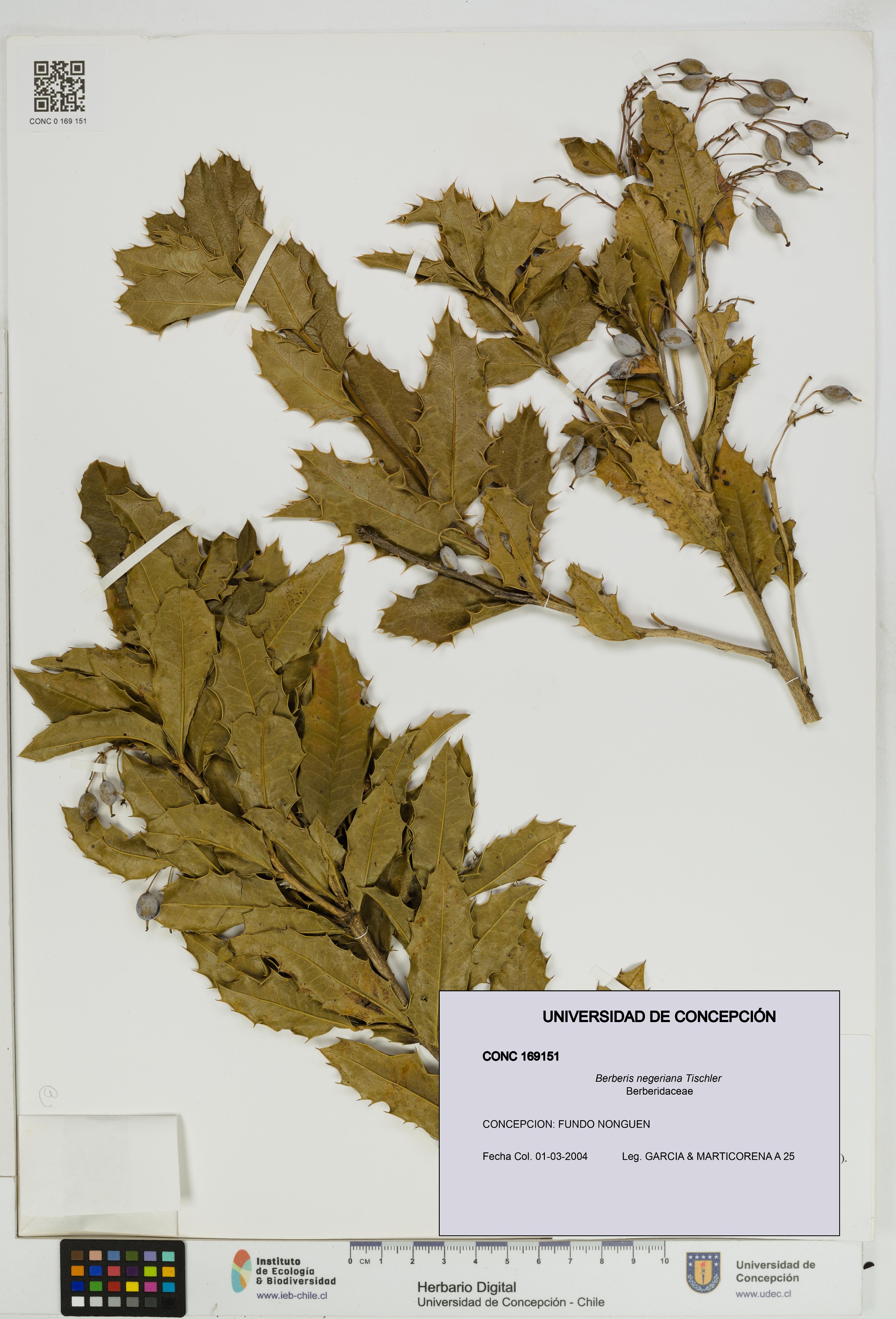 Berberis negeriana [Espécimen: UDEC:CONC:0169151]