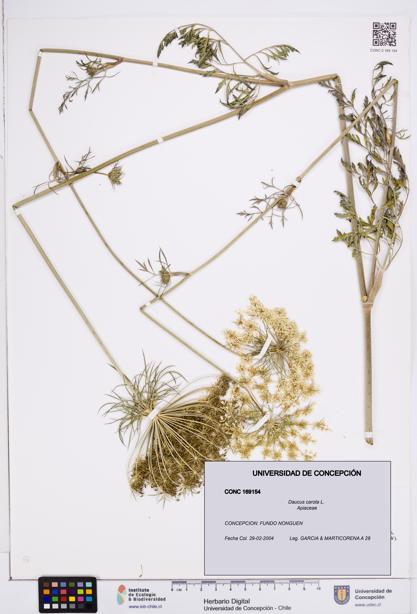 Daucus carota [Espécimen: ]
