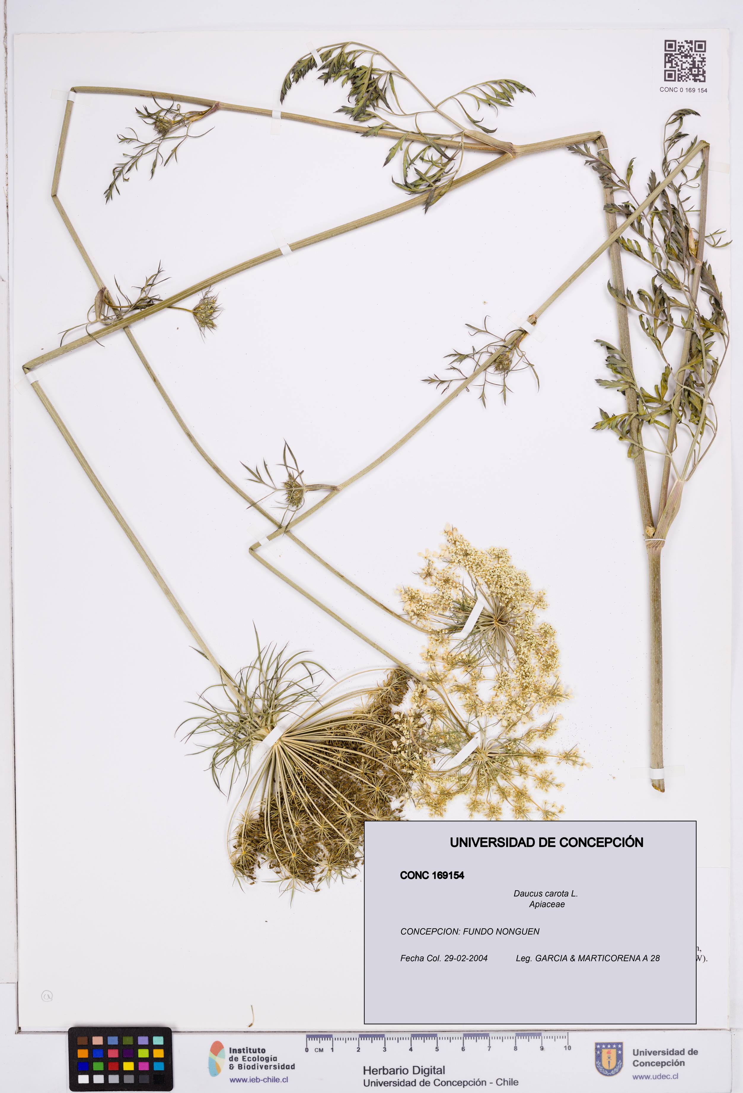 Daucus carota [Espécimen: ]