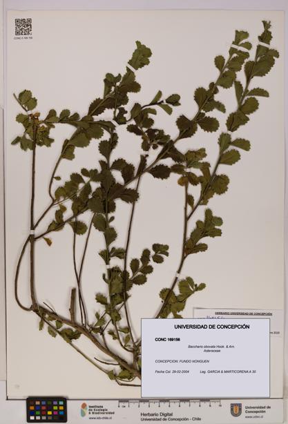 Baccharis obovata [Espécimen: UDEC:CONC:0169156]