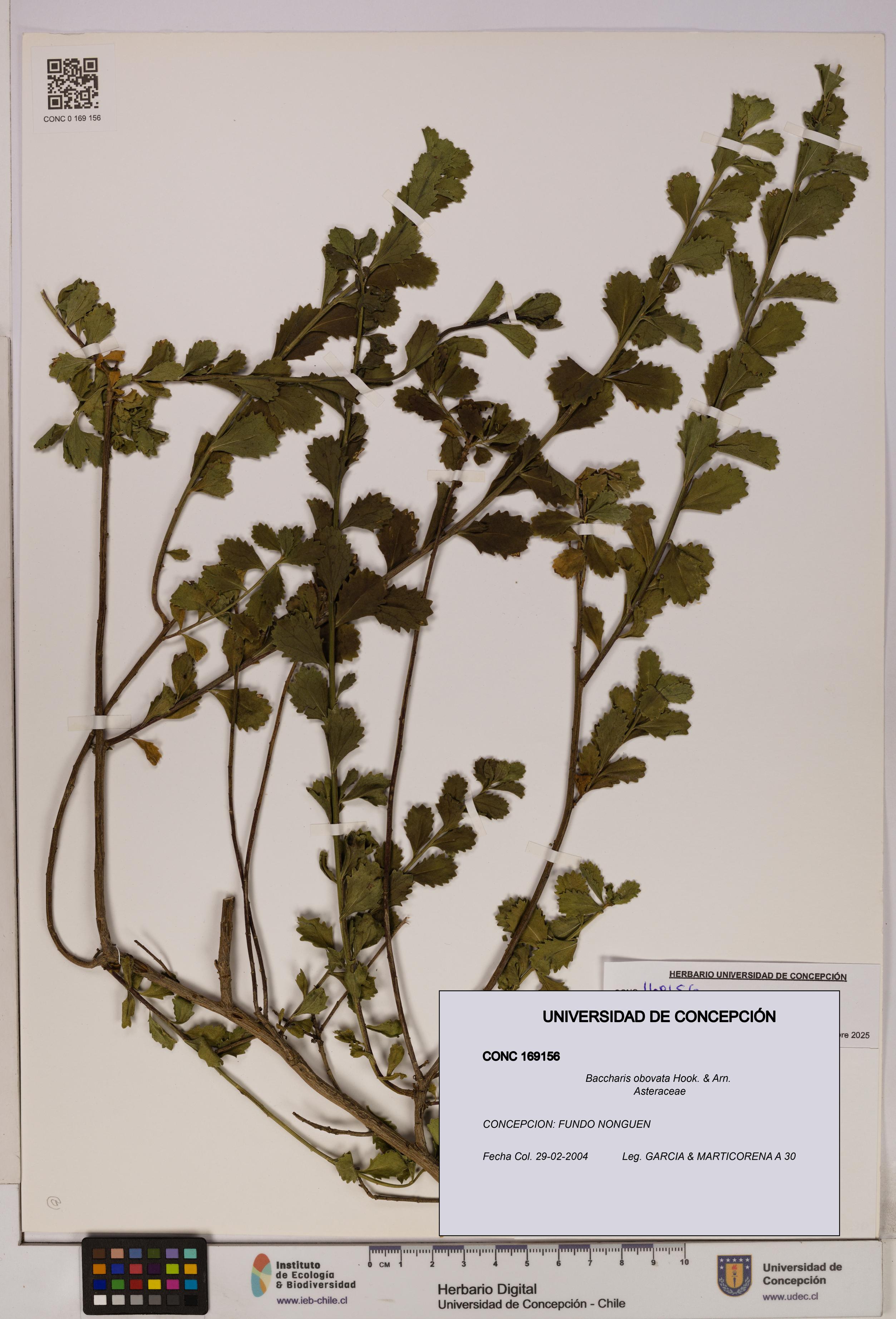 Baccharis obovata [Espécimen: UDEC:CONC:0169156]