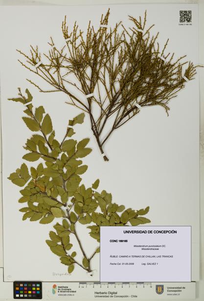 Misodendrum punctulatum [Espécimen: UDEC:CONC:0169165]