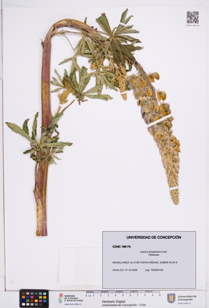 Lupinus polyphyllus [Espécimen: ]