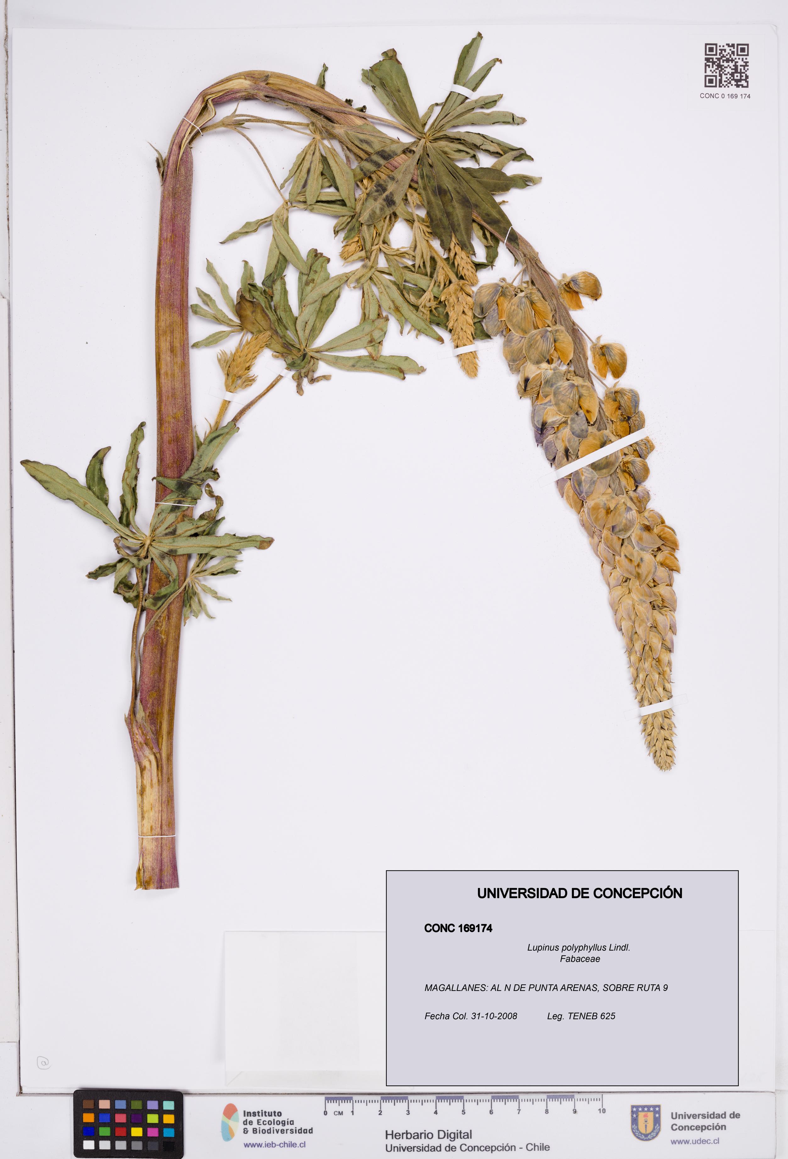 Lupinus polyphyllus [Espécimen: ]