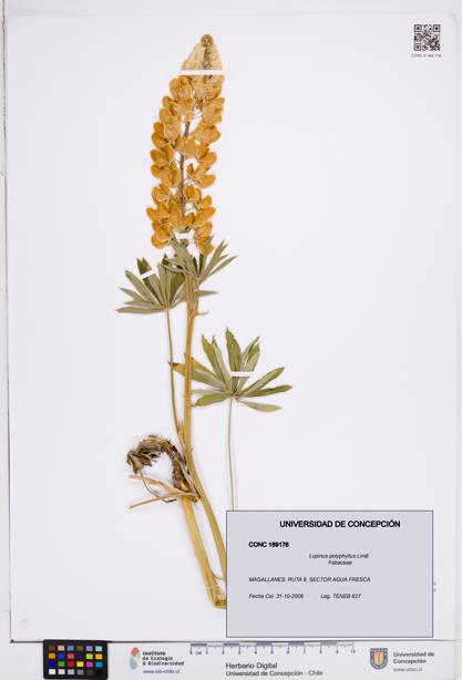 Lupinus polyphyllus [Espécimen: ]