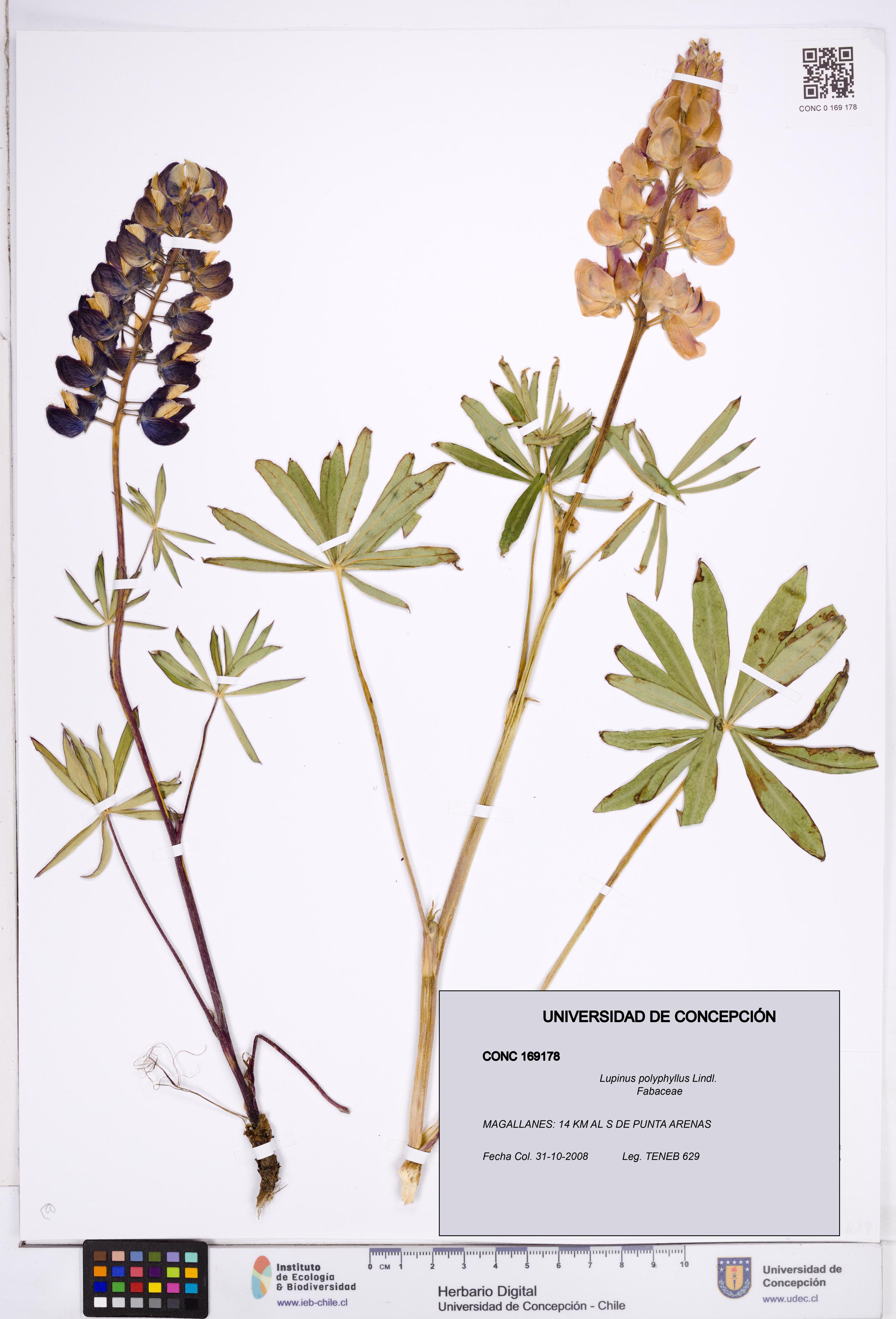 Lupinus polyphyllus [Espécimen: ]