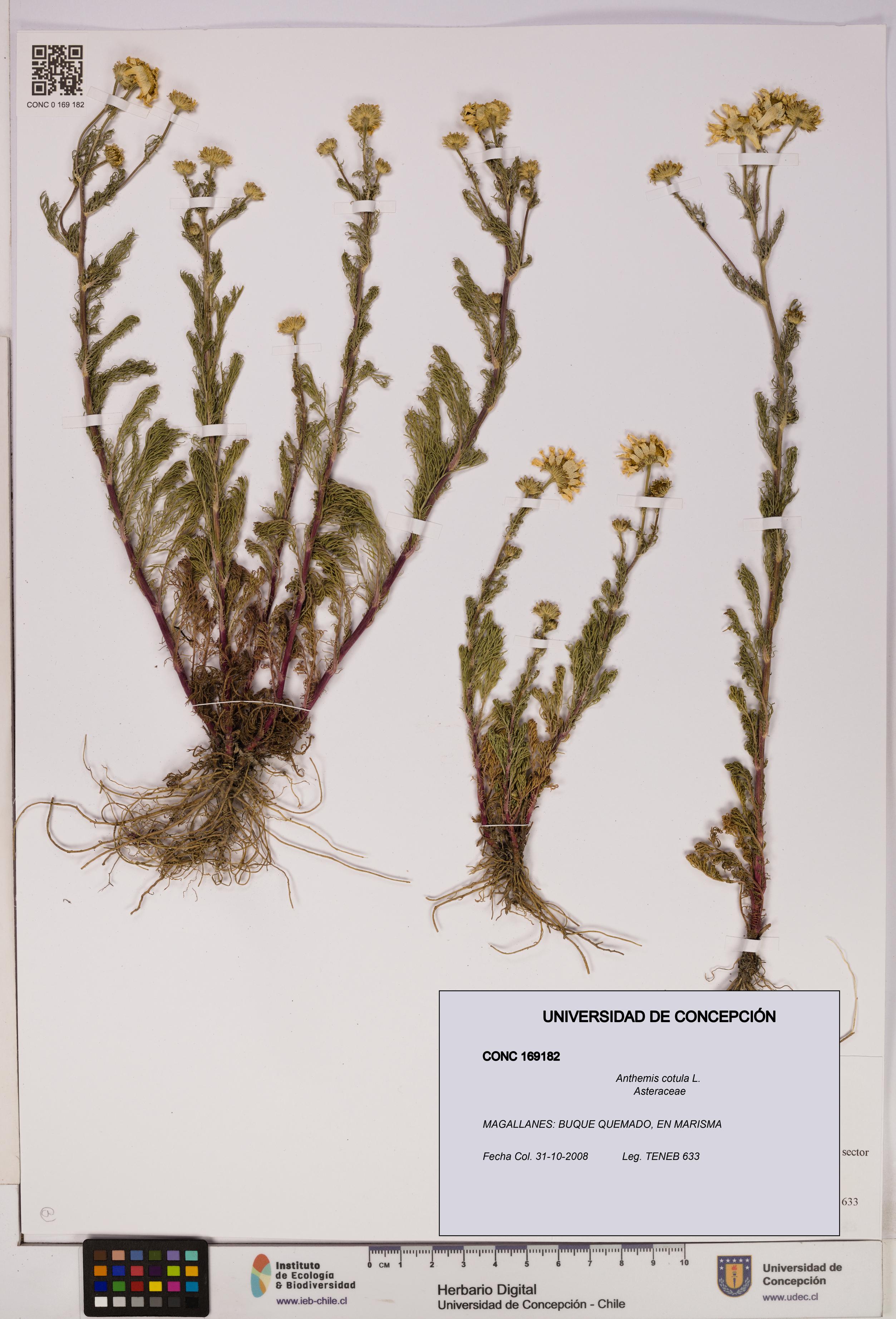 Anthemis cotula [Espécimen: UDEC:CONC:0169182]