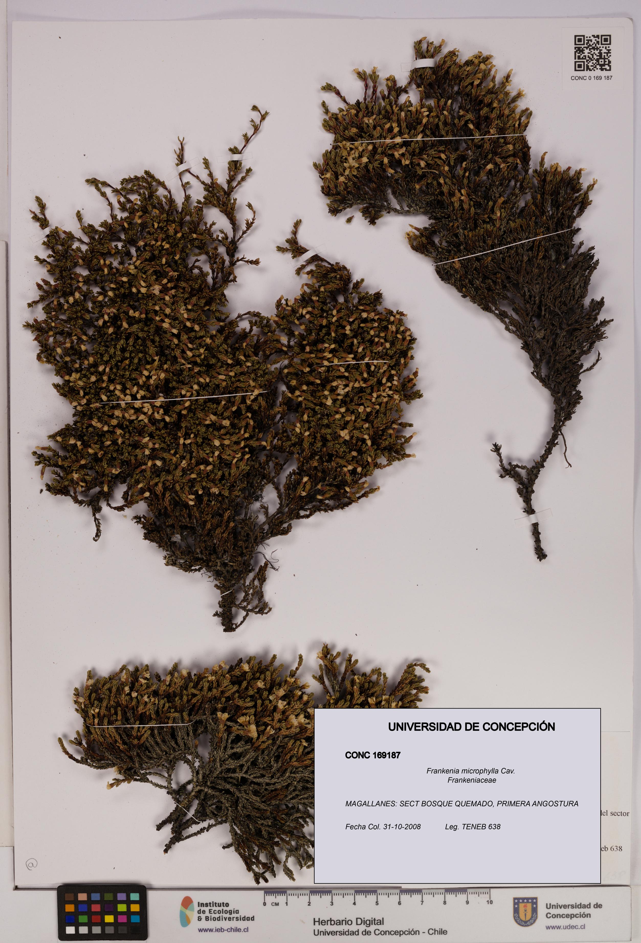 Frankenia microphylla [Espécimen: UDEC:CONC:0169187]