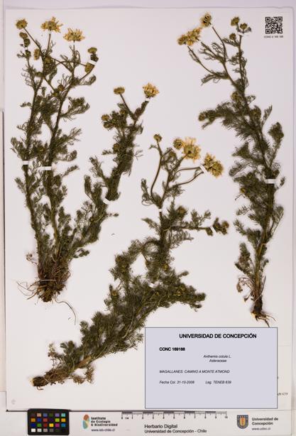 Anthemis cotula [Espécimen: UDEC:CONC:0169188]
